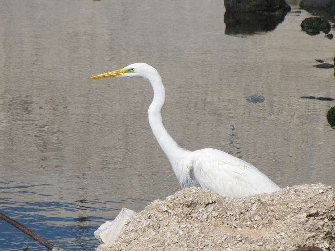 Airone bianco maggiore